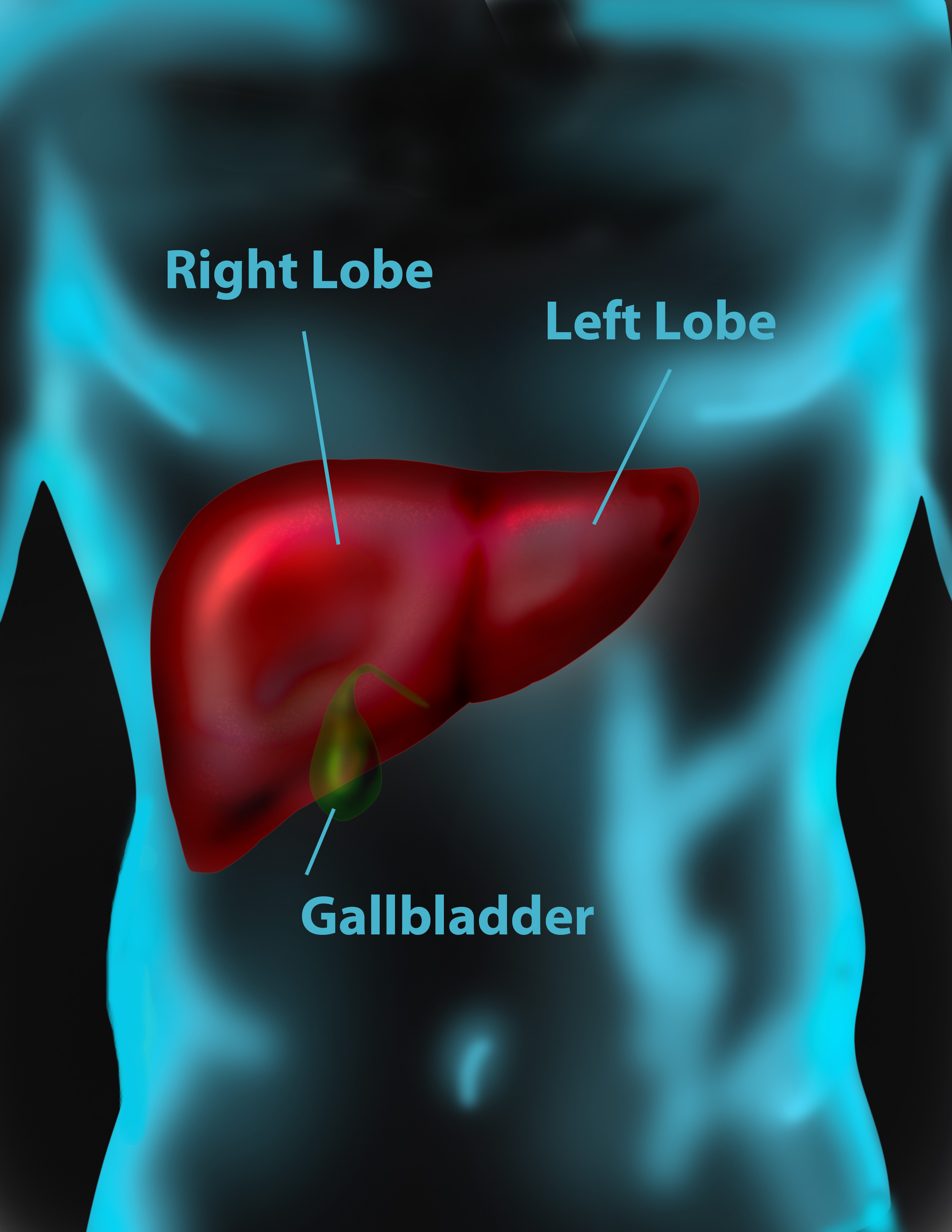 Liver