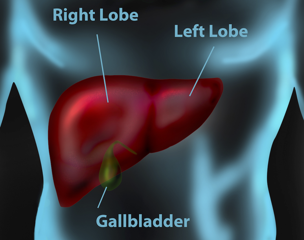 Liver